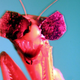 Illustration for article titled Scientists Gave Praying Mantises Tiny 3D Glasses to Prove They Have 3D Vision